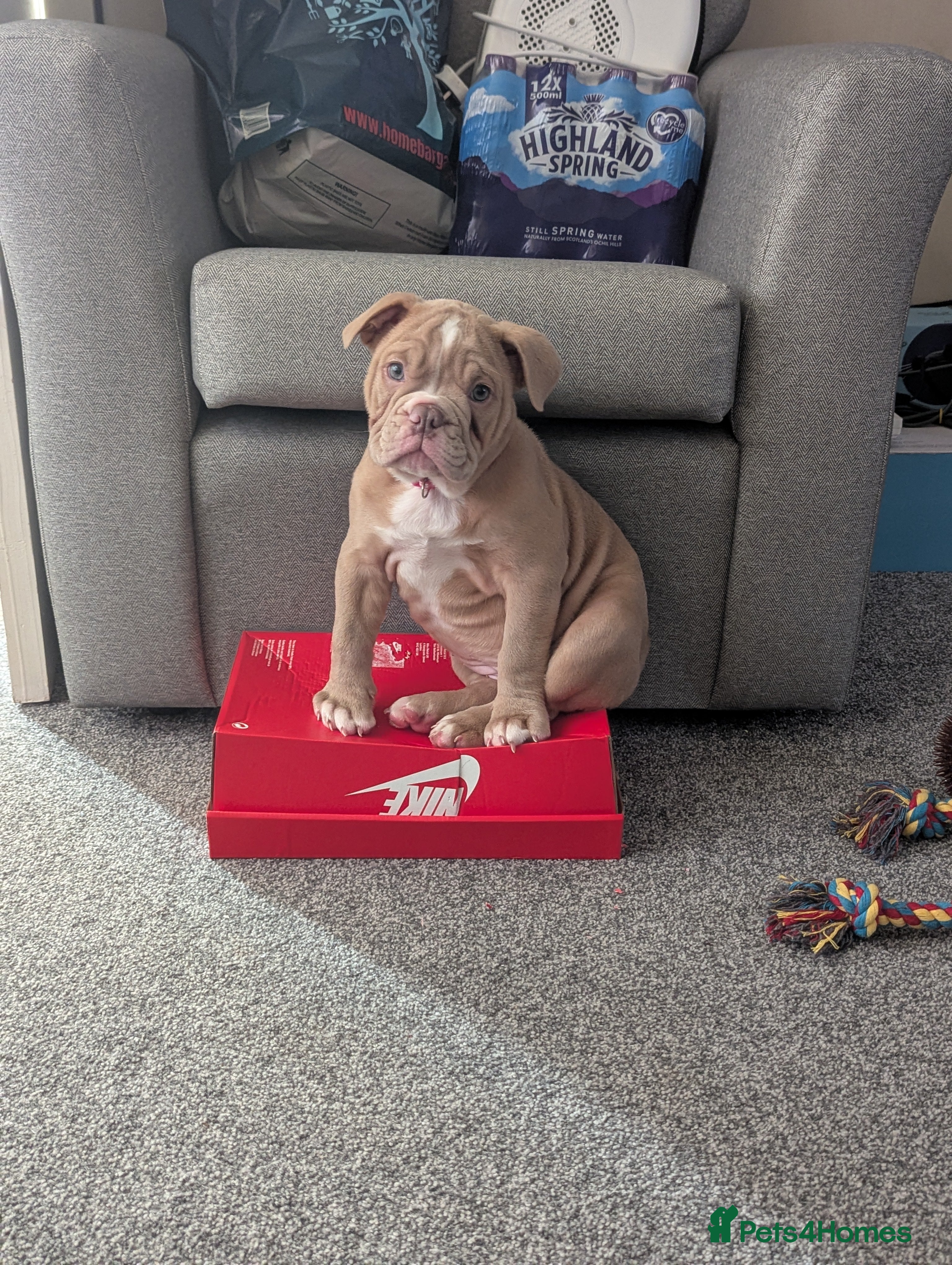 Mixed Breed dogs BEAUTIFUL GIRL LILAC OLD TYME BULLDOG  - Advert 5