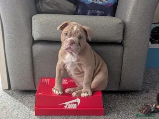 Mixed Breed dogs BEAUTIFUL GIRL LILAC OLD TYME BULLDOG - Advert 5