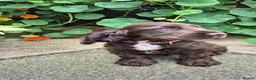 Cocker Spaniel dogs for sale: 1 Chocolate show type boy left - Advert 3