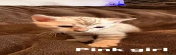 Bengal cats for sale: Beautiful Snow Bengals  - Advert 33
