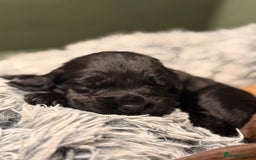 Cocker Spaniel dogs for sale: 5 Adorable working cocker spaniel pups 🐶  - Image 5