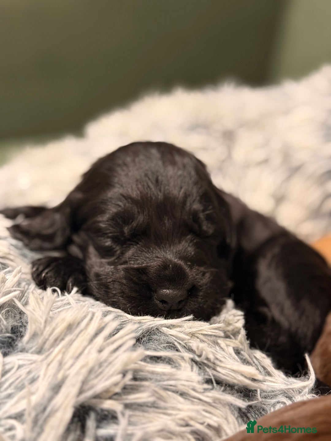 Cocker Spaniel dogs for sale: 5 Adorable working cocker spaniel pups 🐶  - Image 5