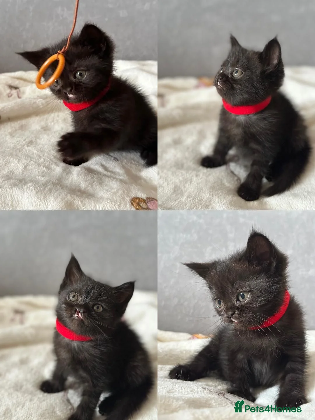 British Shorthair cats for sale: Adorable BSH Kitten Looking for a Loving Home - Advert 13