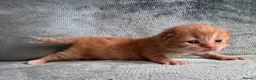 British Shorthair cats for sale: British Shorthair Kittens  - Advert 10