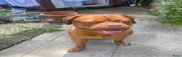 Dogue De Bordeaux dogs for sale: 1 Year Old KC Registered Dogue De Bordeux For Sale - Advert 3