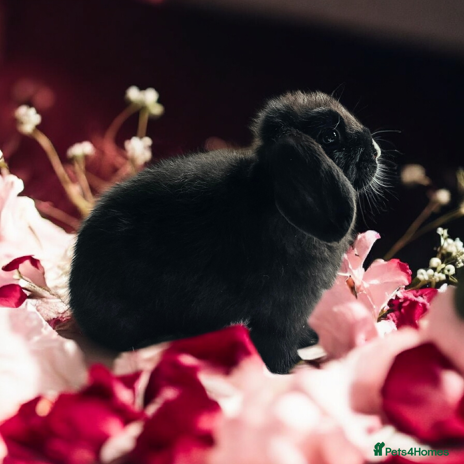 Mini Lop rabbits Mini lops - Advert 1