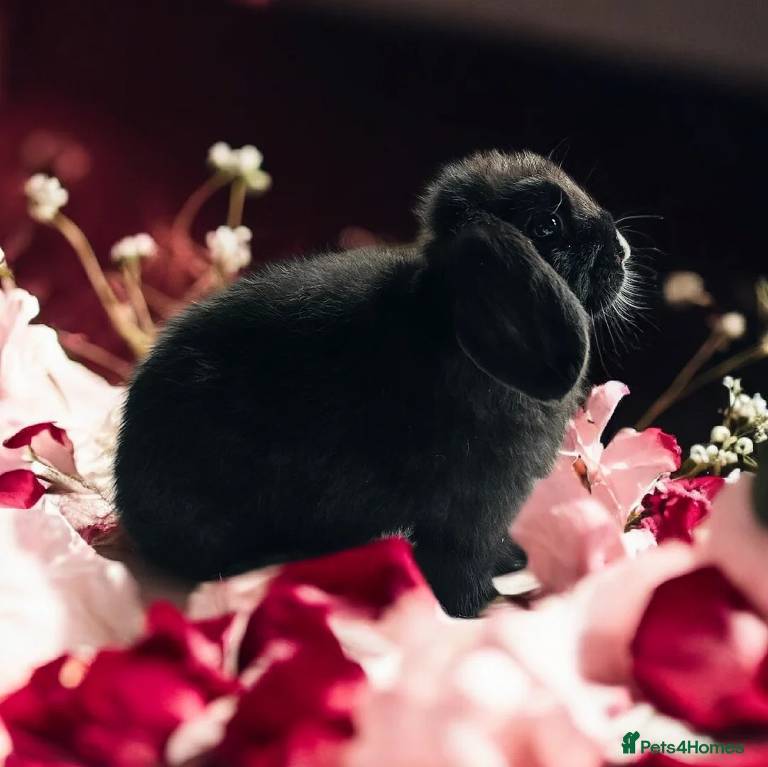 Mini Lop rabbits for sale: Mini lops - Advert 1