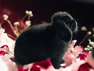 Mini Lop rabbits Mini lops - Advert 15