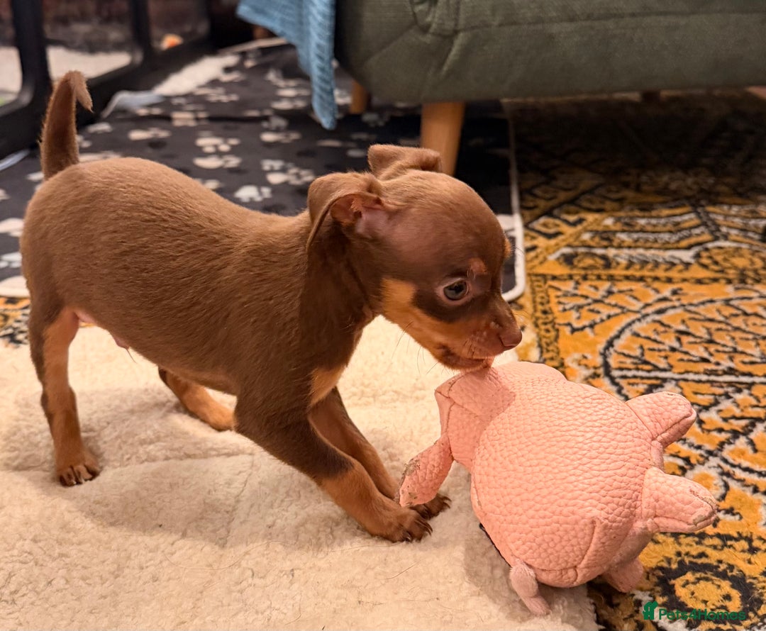 Russian Toy Terrier dogs for sale: Cutest little friend for life  - Advert 31