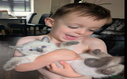Ragdoll cats for sale: British Ragdoll kittens - Image 4