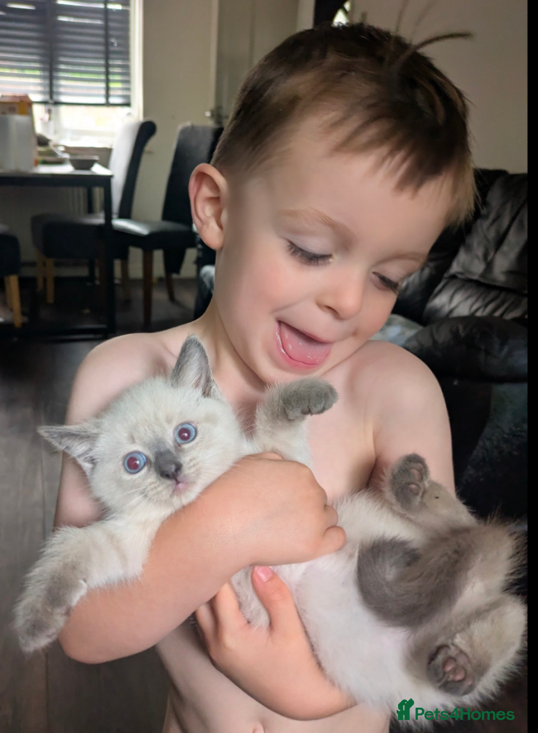 Ragdoll cats for sale: British Ragdoll kittens - Image 4