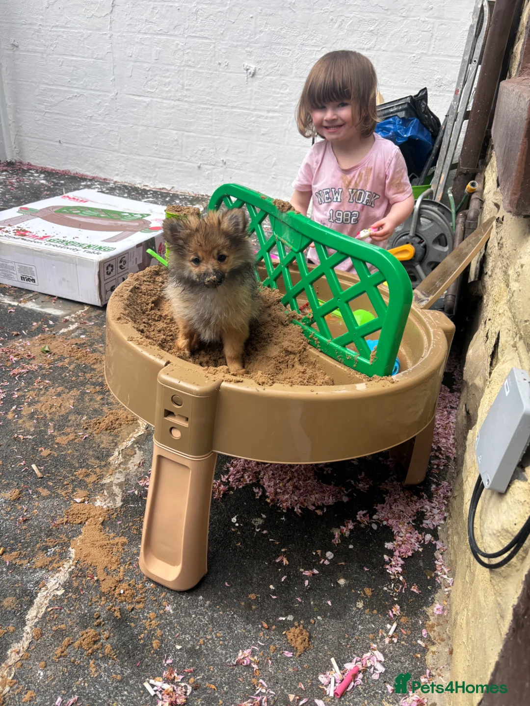 Pomeranian dogs for sale: Girl Pom  - Advert 1