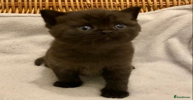 British Shorthair cats - Advert 3