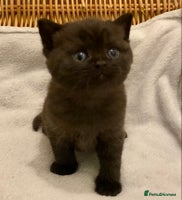 British Shorthair cats - Advert 3