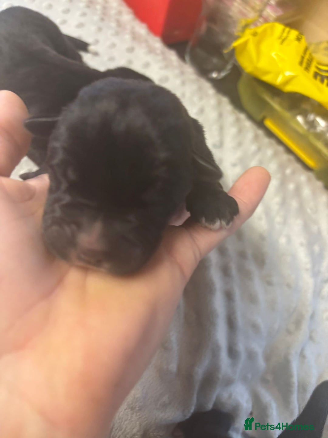 Mixed Breed dogs for sale: Huge American akita x cane corso pups - Image 13