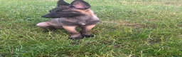Belgian Shepherd Dog dogs for sale: Belgian malinois - Advert 4