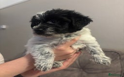 Mixed Breed dogs for sale: 2x gorgeous Male Morkiepoos for sale - Image 3