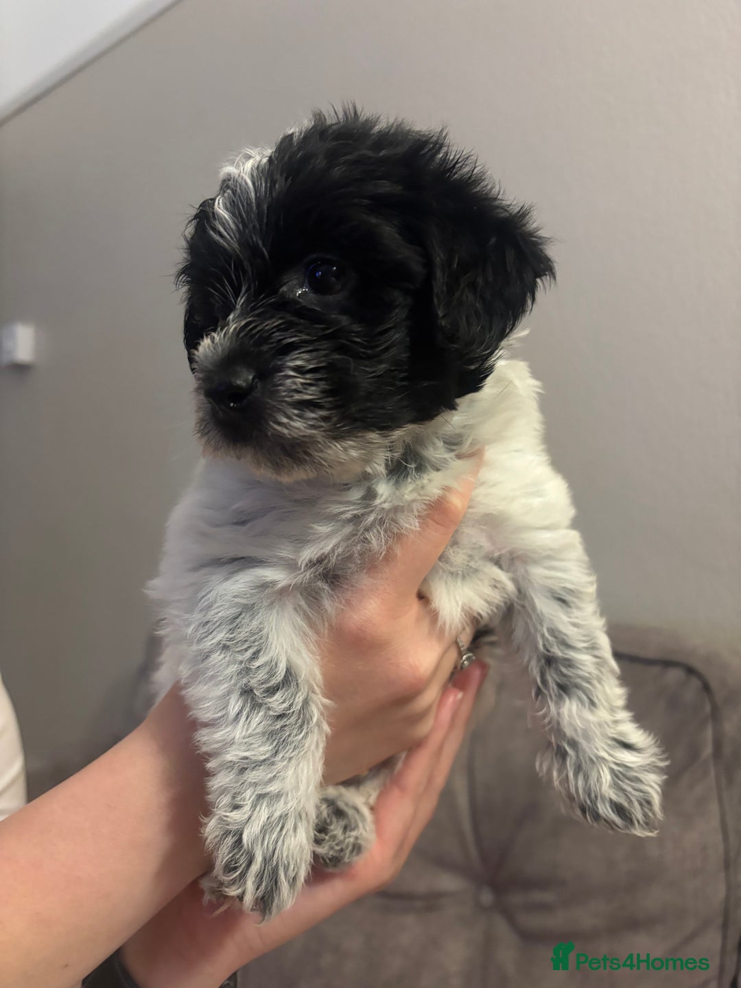 Mixed Breed dogs for sale: 2x gorgeous Male Morkiepoos for sale - Image 3
