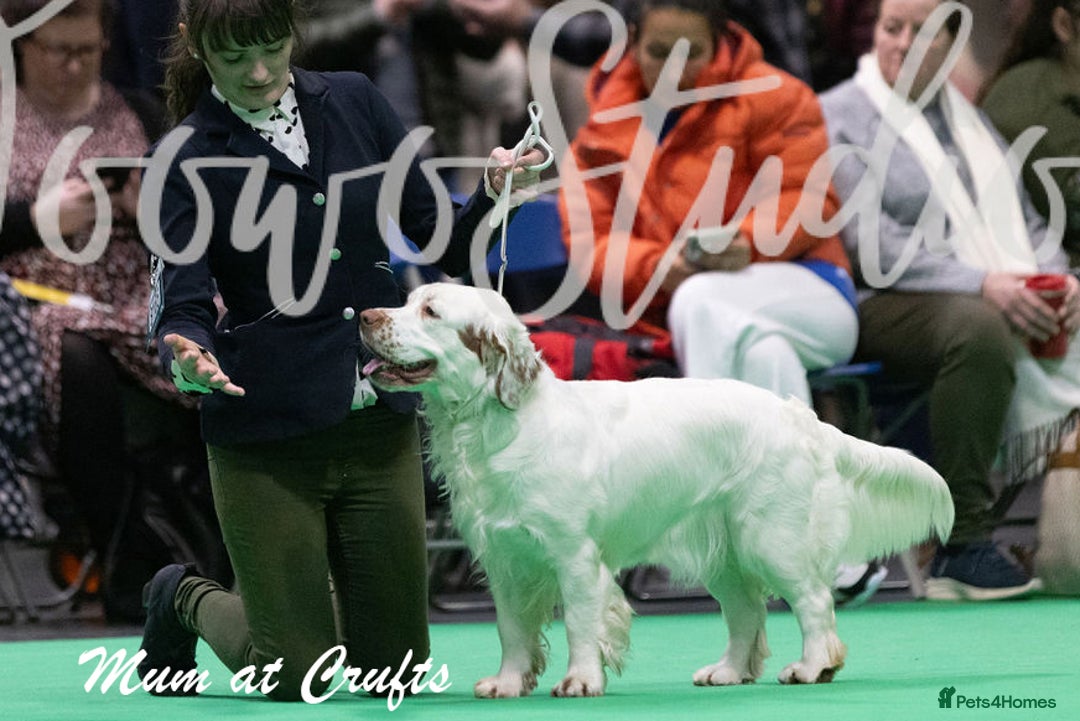 Clumber Spaniel dogs for sale: Pedigree KC Clumber Spaniel Puppies - Advert 2