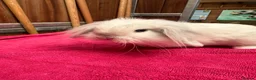 English Lop rabbits for sale: Male lops  - Advert 2
