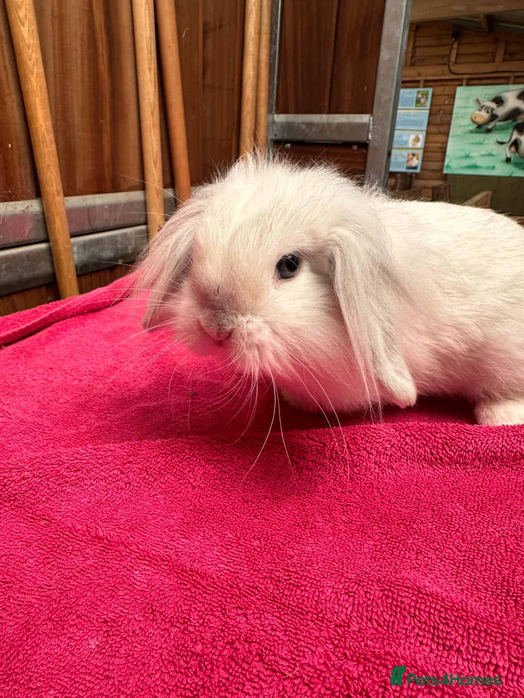 English Lop rabbits for sale: Male lops  - Advert 2