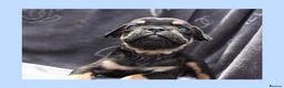 English Bulldog dogs for sale: Stunning Litter of Exotic English Bulldogs - Advert 23
