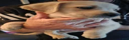 Labrador Retriever dogs for sale: Labrador puppies ready to leave  - Advert 7