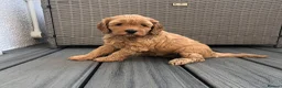 Cavapoo dogs for sale: Stunning red Cavapoo puppies  - Advert 4