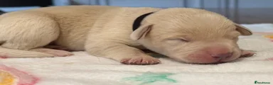 Labrador Retriever 3
