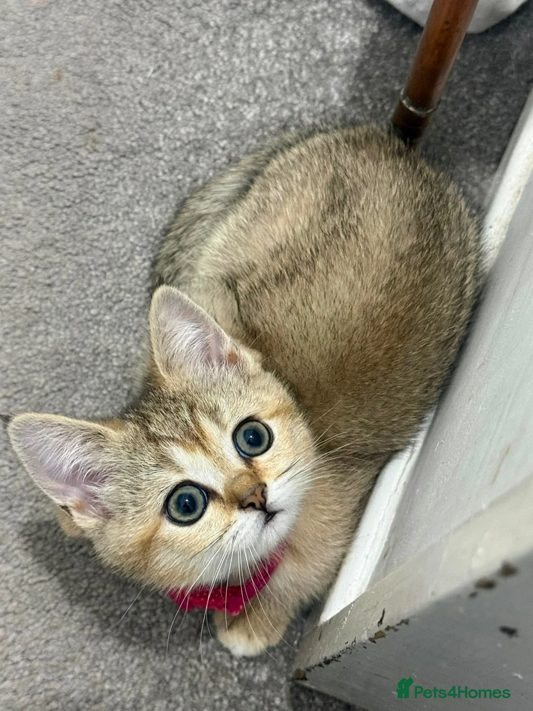 Scottish Fold cats for sale: Scottish straight kitten - Advert 1