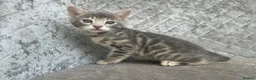 Bengal cats for sale: 💙 Beautiful Blue Bengal Female Kittens TICA Reg - Advert 20