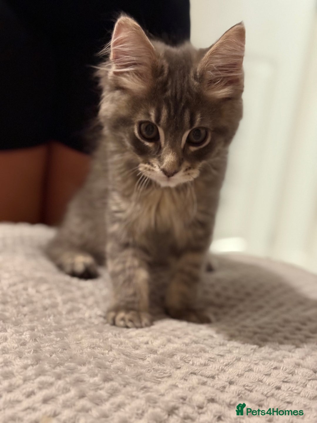 Maine Coon cats for sale: Maine Coon Kittens in Telford - Image 1