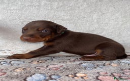 Dobermann dogs for sale: Doberman Puppies For Sale  - Image 4