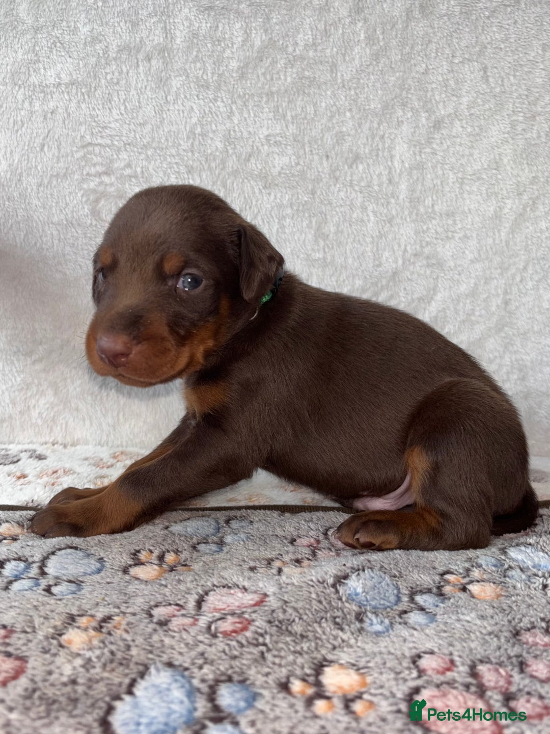 Dobermann dogs for sale: Doberman Puppies For Sale  - Image 4