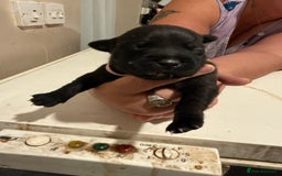 Staffordshire Bull Terrier dogs for sale: Staffordshire Bull Terrier Puppies for Sale - Advert 11