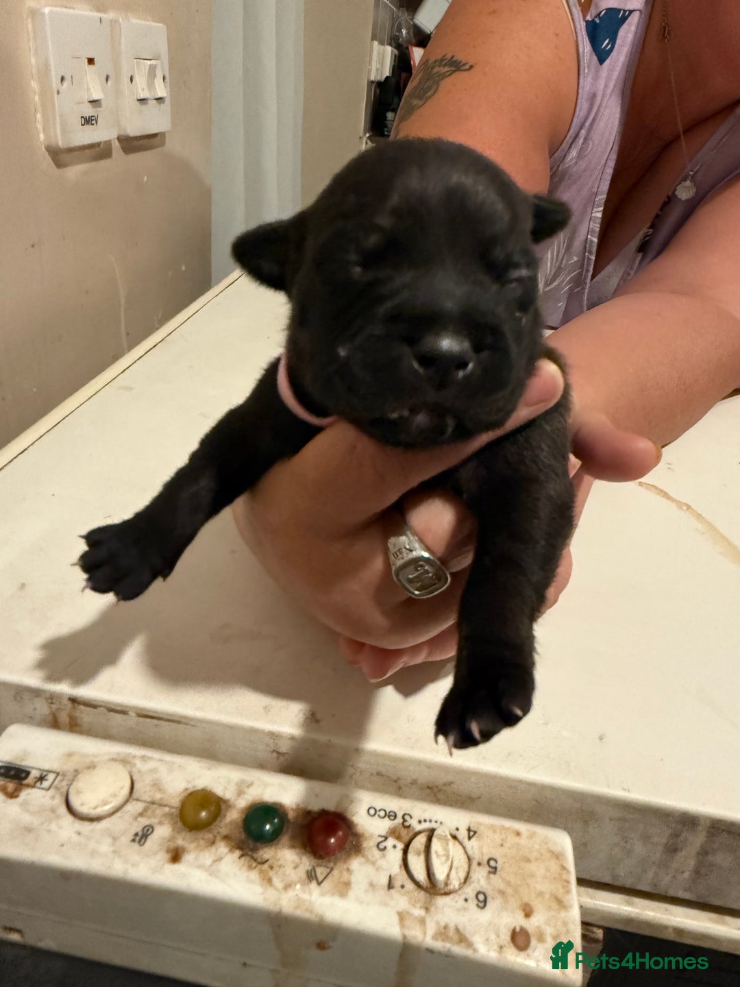 Staffordshire Bull Terrier dogs for sale: Staffordshire Bull Terrier Puppies for Sale - Advert 11