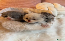 British Shorthair cats for sale: British Shorthair kittens Champion Line 🥇🏆😻 - Image 11