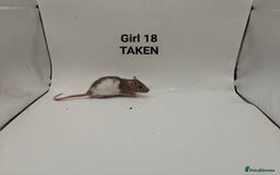 Rat rodents for sale: OCT: 32 Rats (7 Rats: 4 Boys, 3 Girls Left) - Advert 29