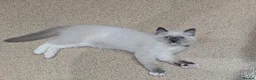 Ragdoll cats for sale: Male Ragdoll 16 weeks in Derby - Advert 3