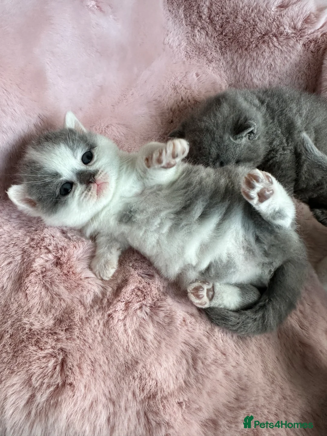 British Shorthair cats for sale: British Shorthair Chunky Kittens🐼🐼🐼 - Advert 18