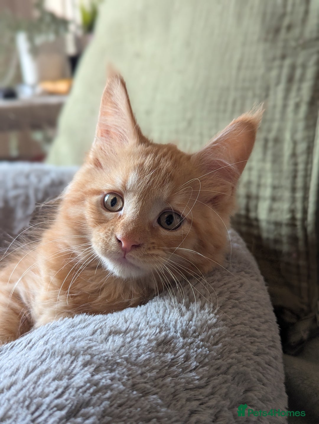 Maine Coon cats for sale: Maine Coon Kittens - Image 30