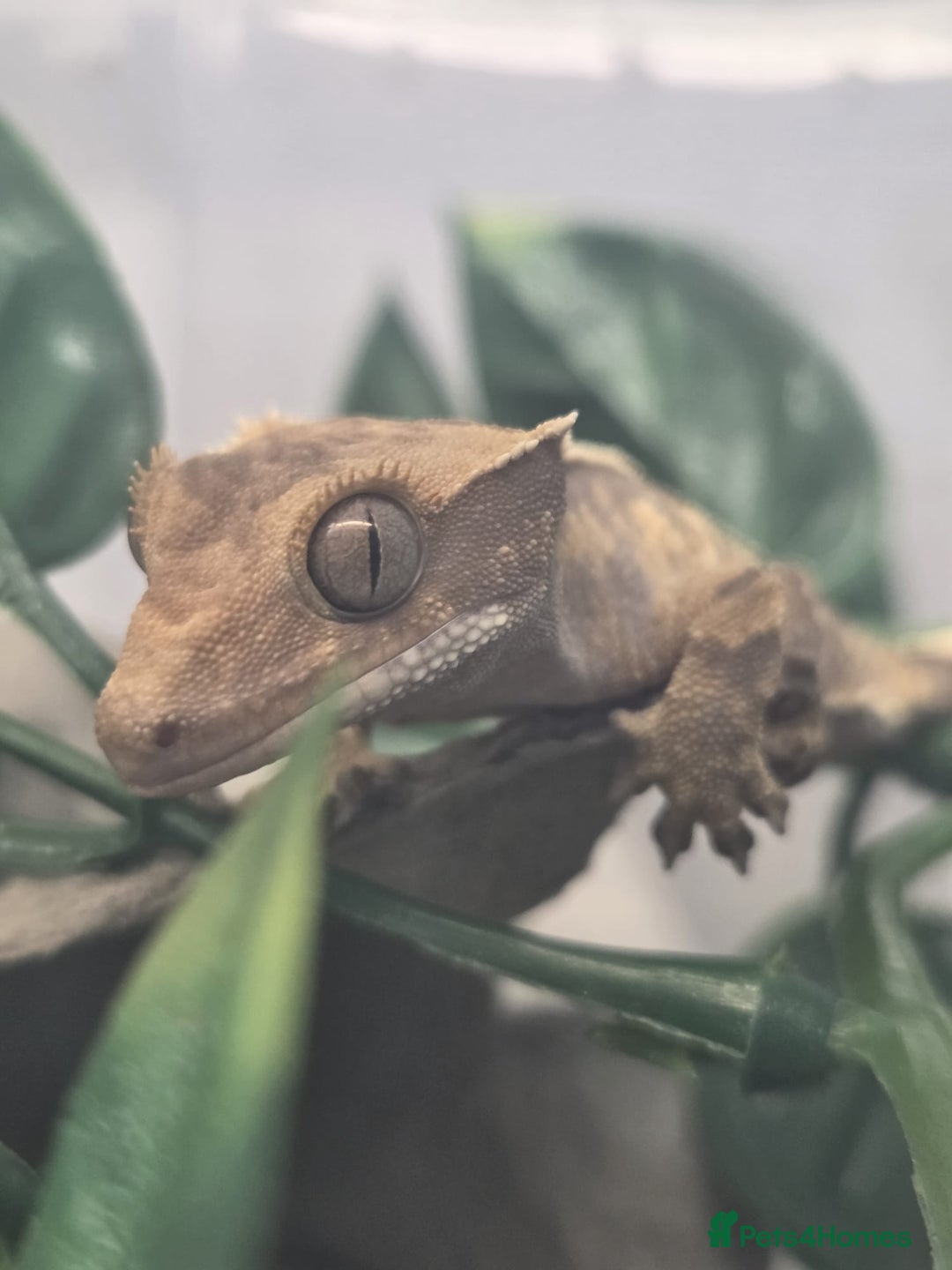 Gecko reptiles for sale: Crested Gecko Babies Baby Reptile  - Image 2