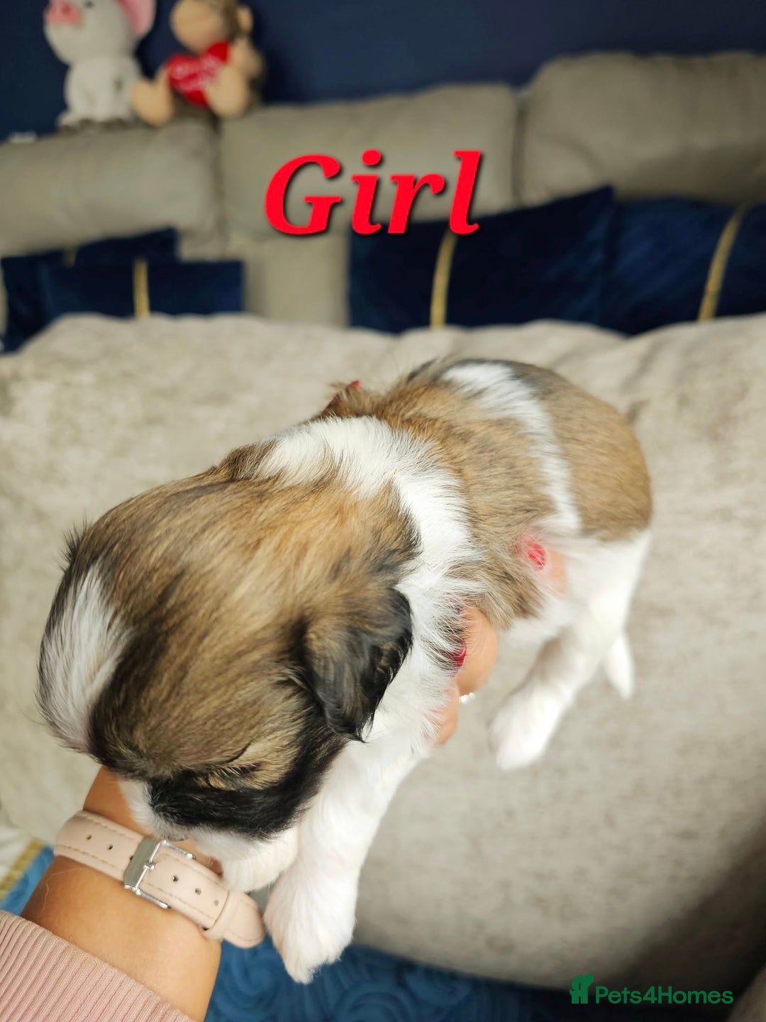 Lhasa Apso dogs for sale: Beauitiful Pure Breed Lhasa Apso - Image 11