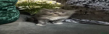 Ragdoll 6