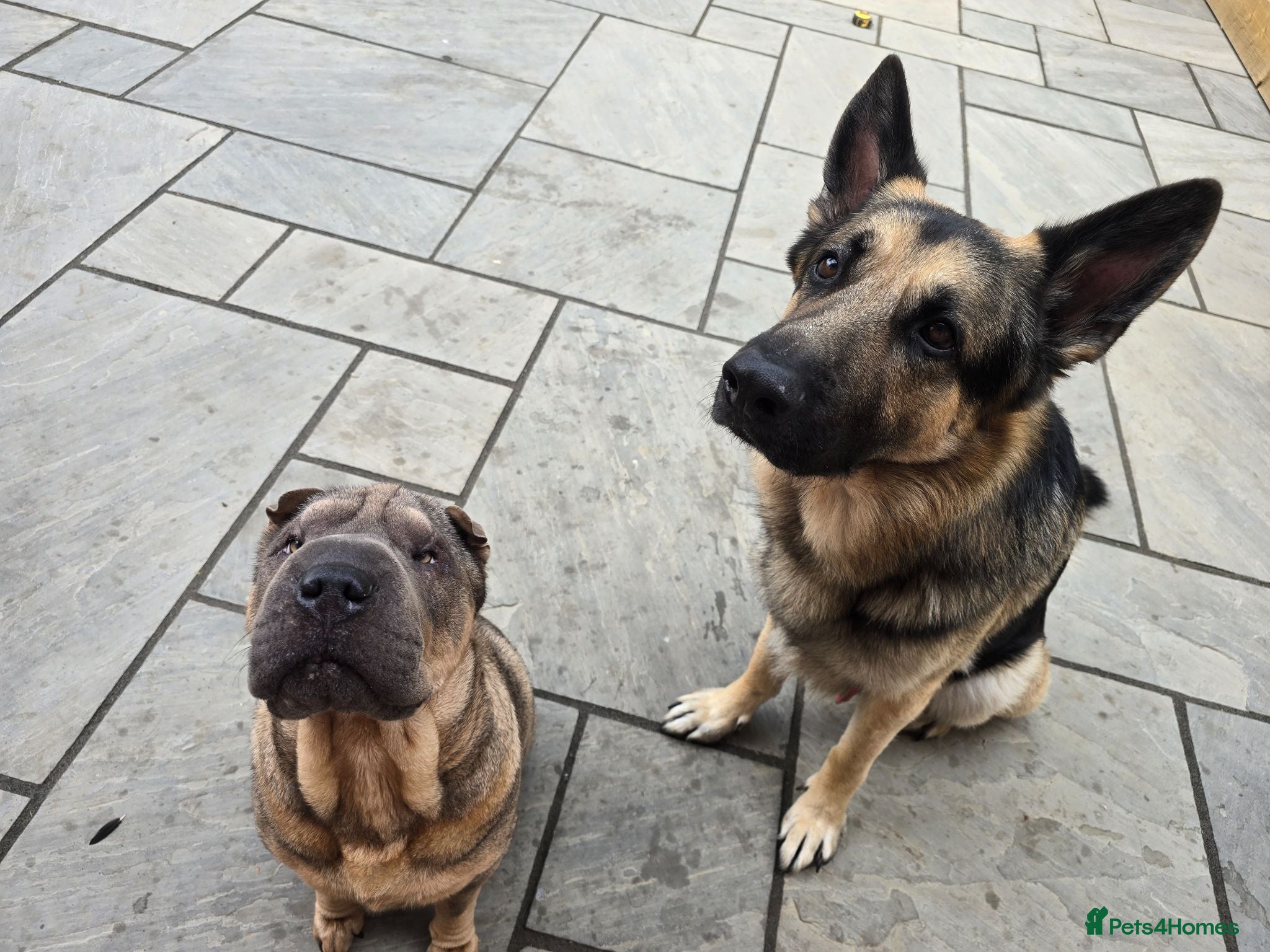 Mixed Breed dogs Shepard Peis - Advert 1