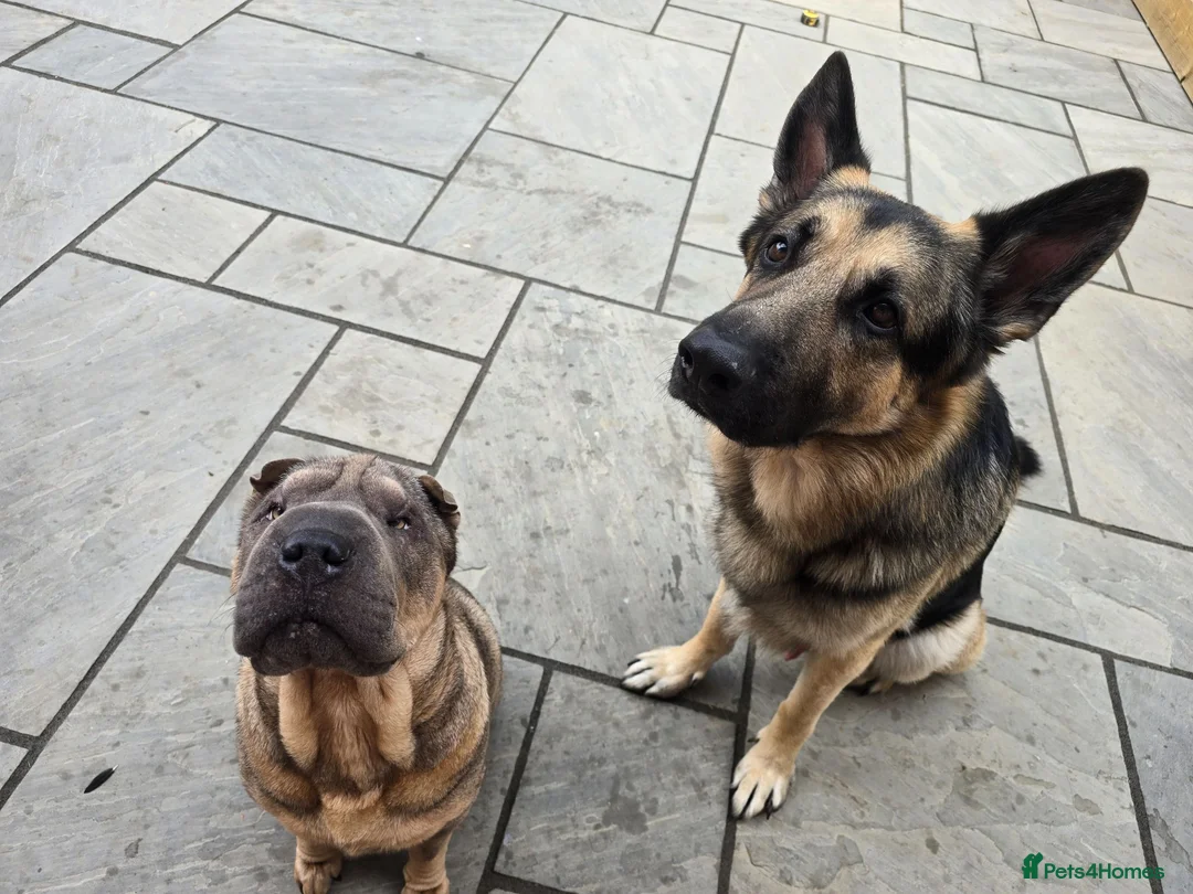 Mixed Breed dogs for sale: Shepard Peis - Advert 2