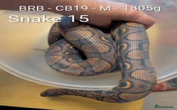 Python Snake reptiles for sale: Snakes for sale - Image 12