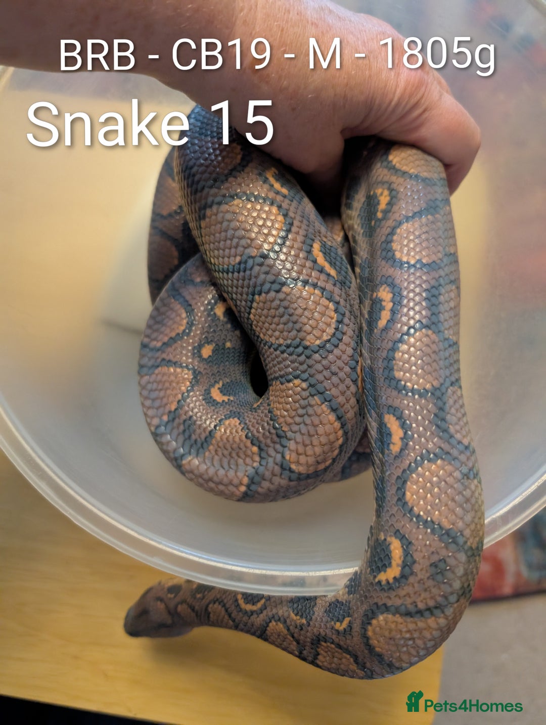Python Snake reptiles for sale: Snakes for sale - Image 12