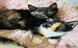 European cats for sale: 🐾Two Adorable Female Kittens! ✨ - Image 1