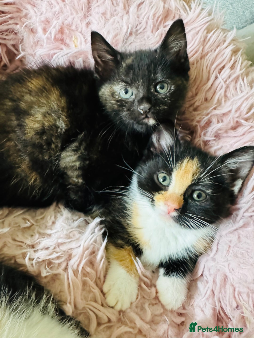 European cats for sale: 🐾Two Adorable Female Kittens! ✨ - Image 1